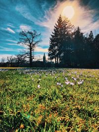 Scenic view of flowering plants on field against sky