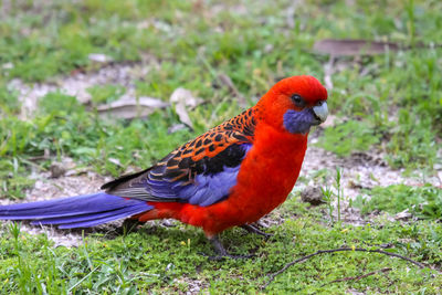 Close-up of a crimson rosella on grass