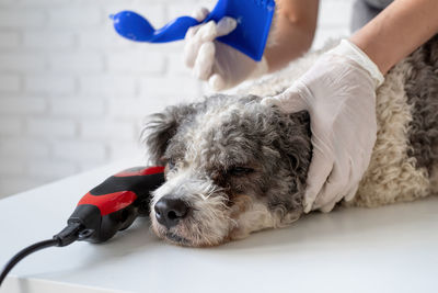 Close-up of woman holding dog at home