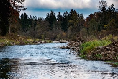 River flowing amidst trees in forest against sky
