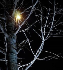 Illuminated bare tree at night
