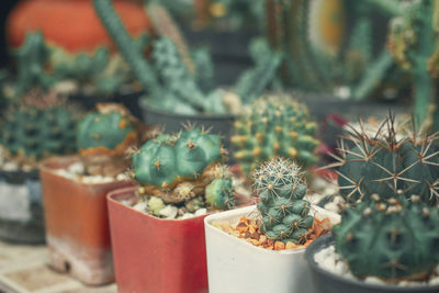 Close-up of succulent plant in pot