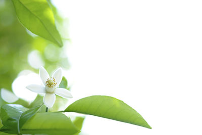 Close-up of white flowering plant