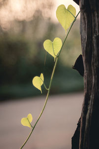 Close-up of yellow heart shape leaf