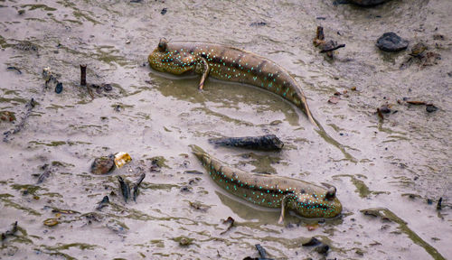High angle view of mudskipper in river