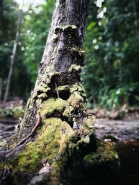 Close-up of tree trunk