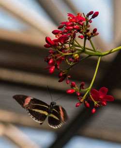 Close-up of butterfly on red flower