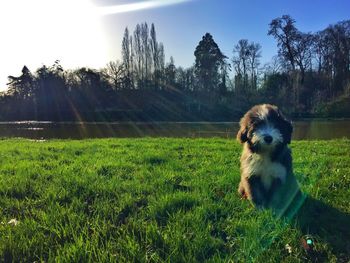 Dog looking away on field