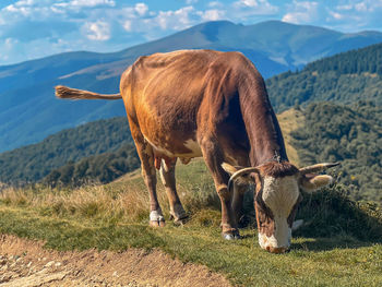 Domestic brown cow grazes on mountain pasture