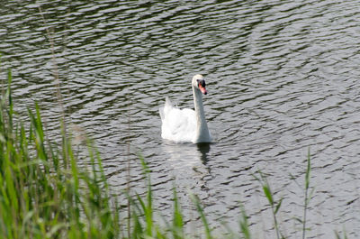 Swan swimming in lake