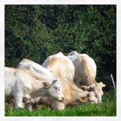 Sheep grazing on field