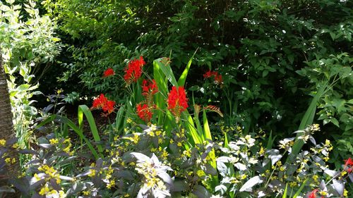 Close-up of red flowers growing on tree