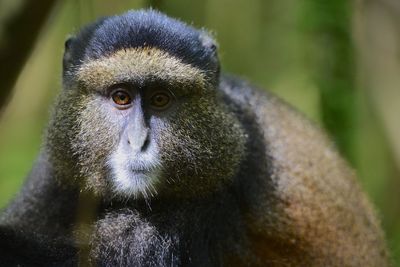 Portrait of monkey looking away