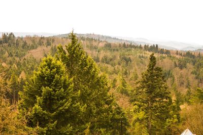 Pine trees in forest against sky