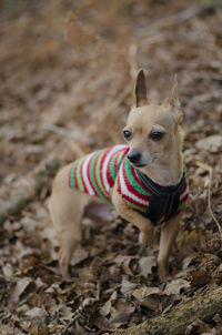 Portrait of dog