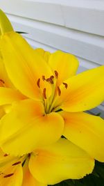 Close-up of yellow flower