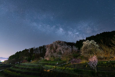 Trees against sky at night