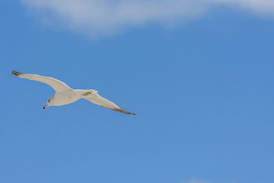 Low angle view of bird flying against clear sky