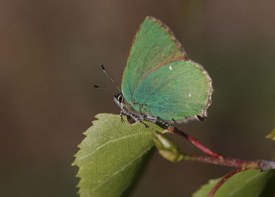 Close-up of butterfly on leaf