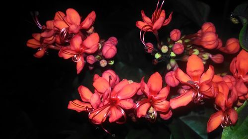 Close-up of flowers blooming outdoors