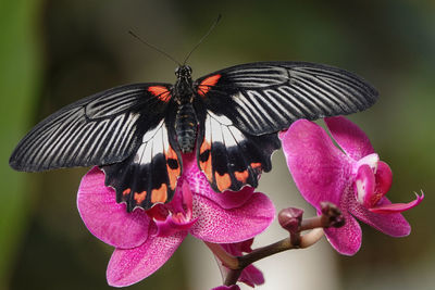 Close-up of butterfly on pink flower