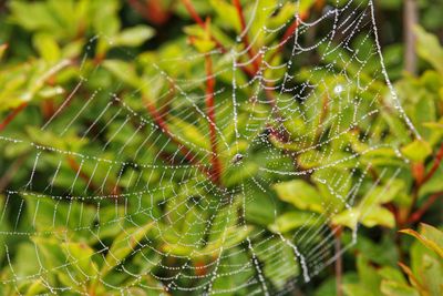 Close-up of wet spider web