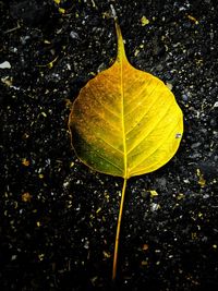 Close-up of yellow leaf on water