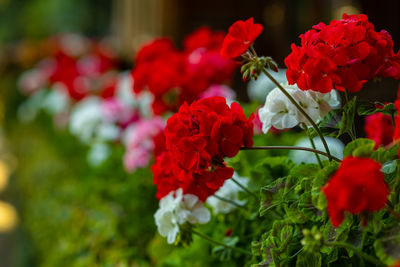Close-up of red flowering plants