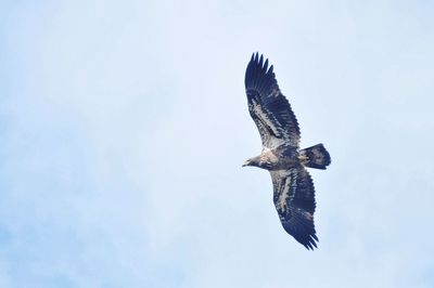 Low angle view of eagle flying in sky