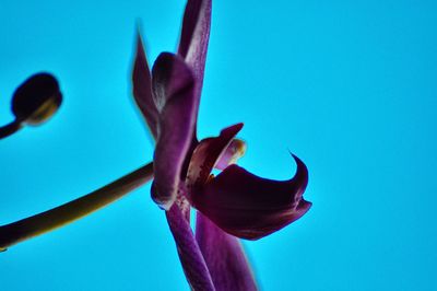 Close-up of butterfly on flower against blue sky