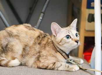 Close-up of a cat looking away