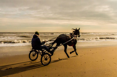 Horse on beach