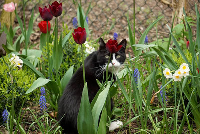 View of cat on flower plants