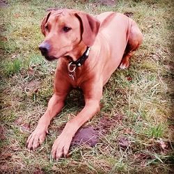 Dog on grassy field