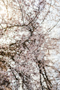 Close-up of cherry blossom tree