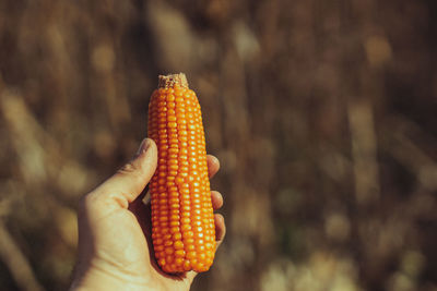 Close-up of corn