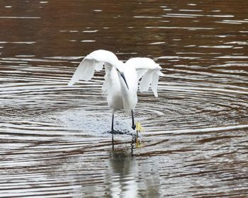 View of bird in lake