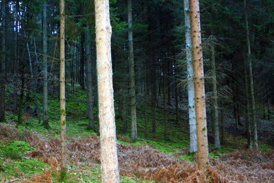 Close-up of bamboo trees in forest