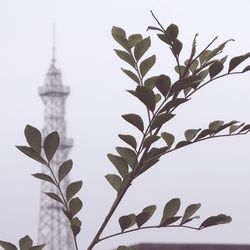 Low angle view of plant against sky