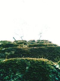 Scenic view of field against clear sky