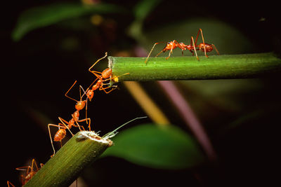 Close-up of insect on plant