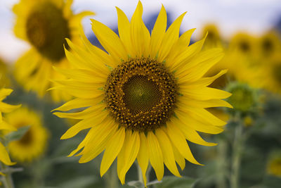 Close-up of sunflower blooming outdoors