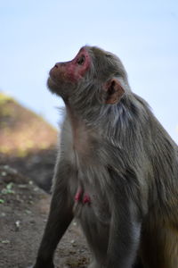 Close-up of a monkey looking up at her child