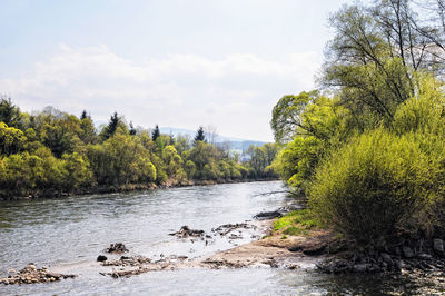 Scenic view of lake by trees against sky