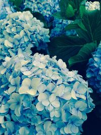 Close-up of hydrangea hydrangeas