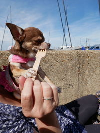 Midsection of woman feeding chihuahua against sky