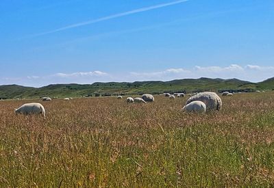 Sheep grazing in a field