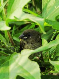 Close-up of a bird looking away