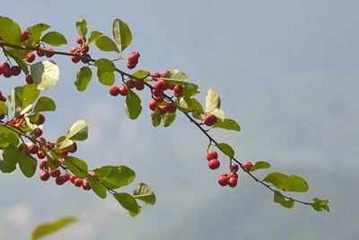 Low angle view of red leaves on tree