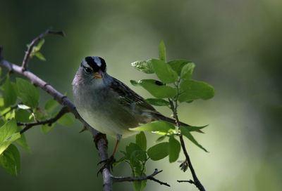 Bird perching on a plant